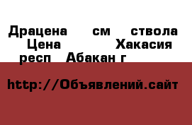 Драцена 180 см. 3 ствола. › Цена ­ 8 000 - Хакасия респ., Абакан г.  »    